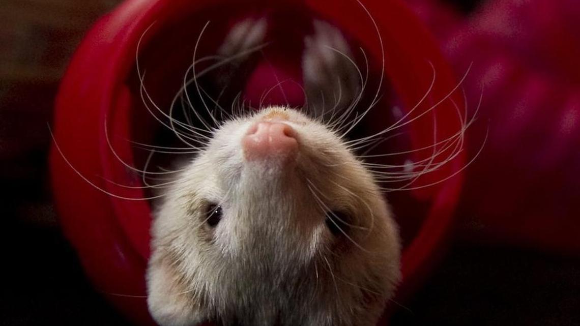 A ferret plays in a plastic toy in early January at the home of an owner who did not want to be identified.