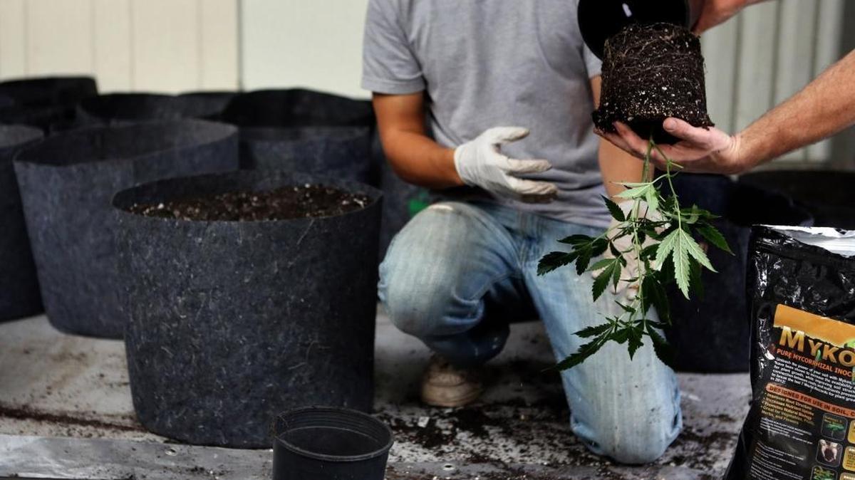 
Two workers plant cannabis for marijuana cultivation at a growing operation in the mountains surrounding Soquel, Calif., on January 8, 2014. 
