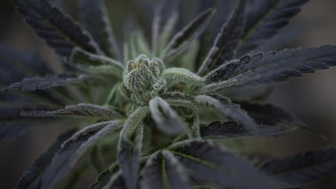 "Grand Daddy Purp" seen at Harborside Farms on Feb. 8, 2017, south of Salinas. Harborside Farms operates in Salinas Valley growing medical marijuana in greenhouse facilities spanning more than 52,000 square feet. Monterey County officials predict pot agriculture could bring in $30 million annually in new tax revenues to the county.