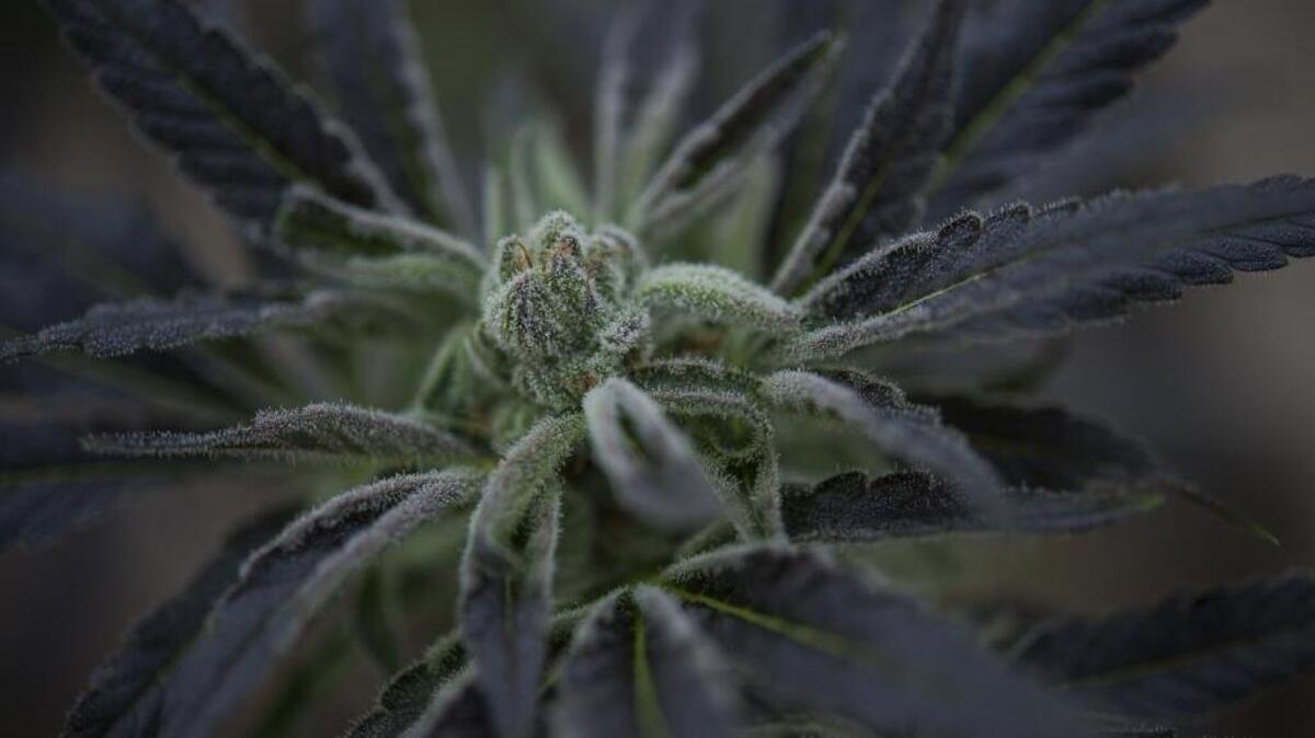 "Grand Daddy Purp" seen at Harborside Farms on Feb. 8, 2017, south of Salinas. Harborside Farms operates in Salinas Valley growing medical marijuana in greenhouse facilities spanning more than 52,000 square feet. Monterey County officials predict pot agriculture could bring in $30 million annually in new tax revenues to the county.