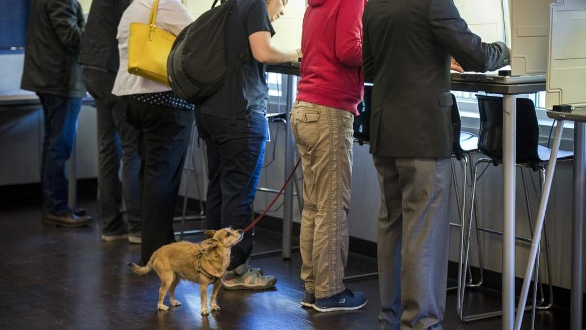 Voters cast their ballots as a dog named Mister Mocha waits patiently for his owner to finish, Tuesday, November 8, 2016, at the Boys and Girls Club of Greater Sacramento voting precinct in downtown Sacramento.