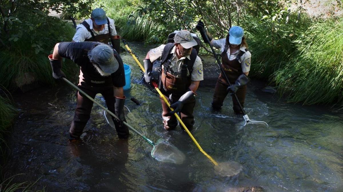 
State Fish and Game biologist David Grant, center, uses an backpack shocker to stun and capture trout in lower Grizzly Creek below Lake Davis dam. 
