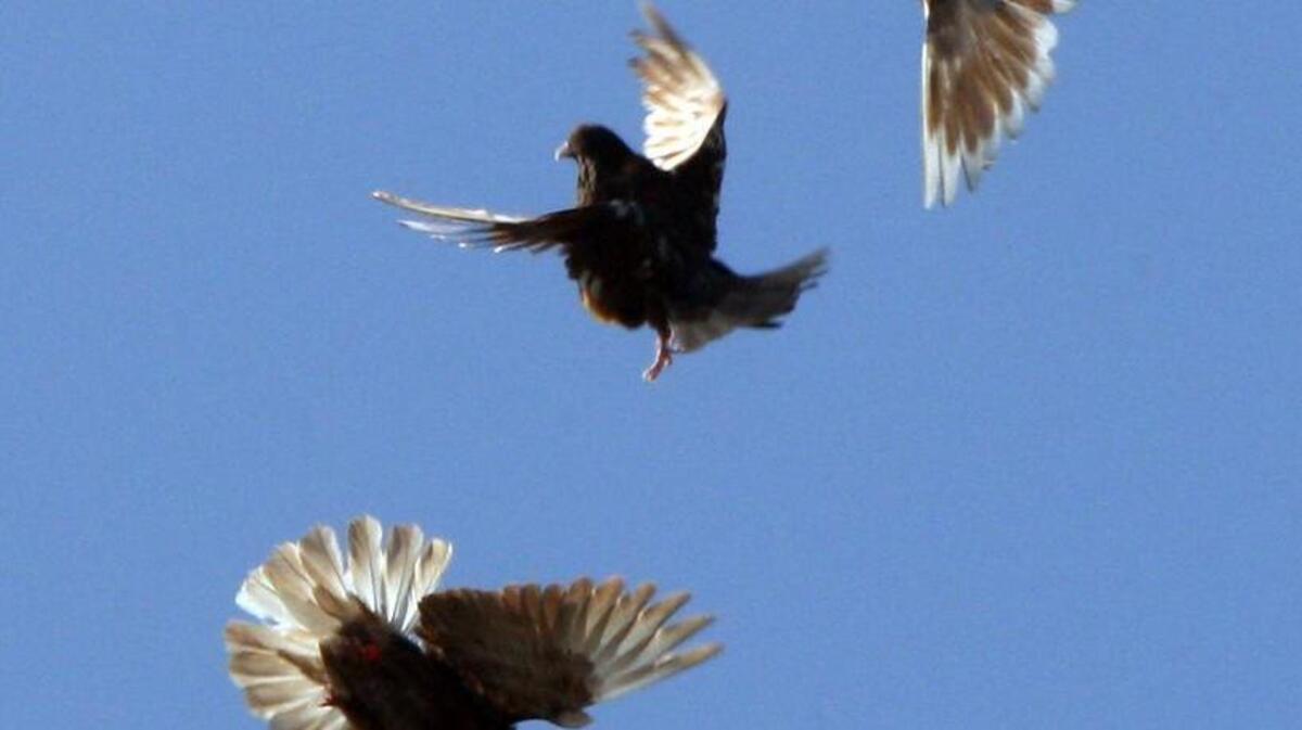 The process of addressing a bird mite problem at the California Department of Transportation’s headquarters has been hindered slightly by the presence of some pigeon chicks, which the agency wanted to avoid harming.