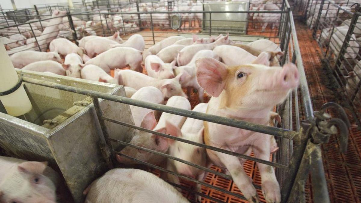 No amount of oversight can make killing those who want to live “humane.” We must confront the fact that the real solution lies not in reforming slaughter, but in eliminating it altogether.