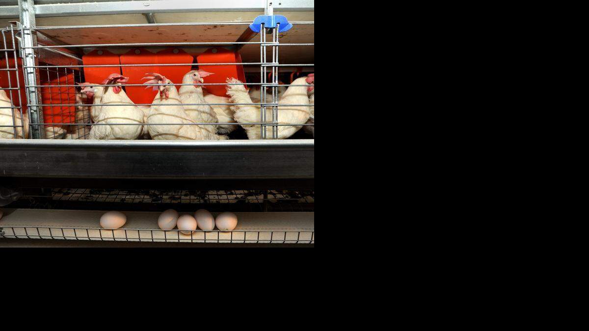 
Hens will have room to spread out, based on California laws that kick in on Jan. 1. Foes of confinement would prefer that all chicken ranches keep their hens outside of cages. Prices for eggs are expected to go up as growers pass along their extra costs.
