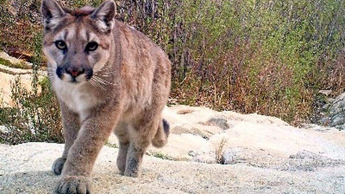 Officials set up trail cameras to capture compelling shots of wildlife in New Mexico — and ended up catching the mischievous antics of a young mountain lion.