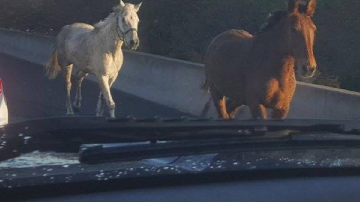 An escaped horse and mule went for a gallop along Interstate 680 in the Bay Area during the morning commute Monday, but were later safely rounded up.
