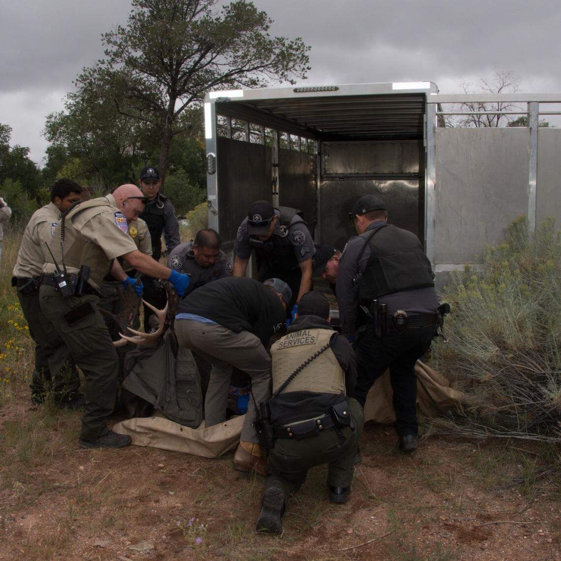 It took about a dozen officers to lift the moose into the trailer.