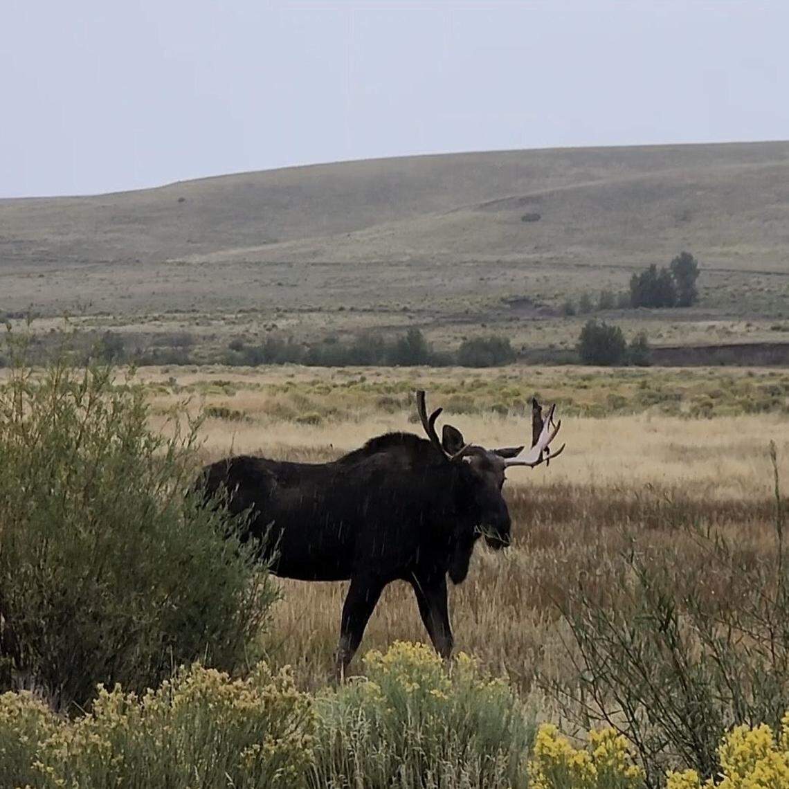 The moose was released in northern New Mexico, where he’ll have better access to rivers and a cooler climate.