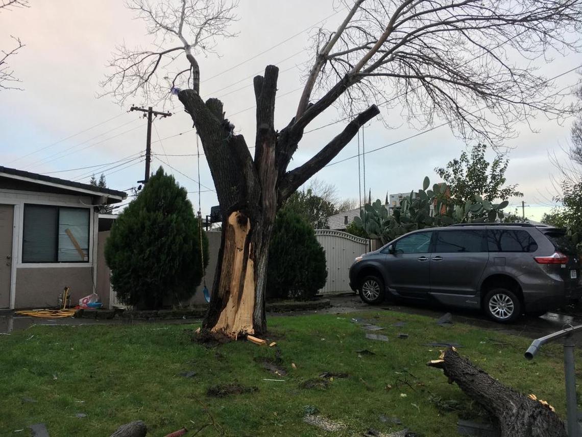 South Natomas tornado splintered tree