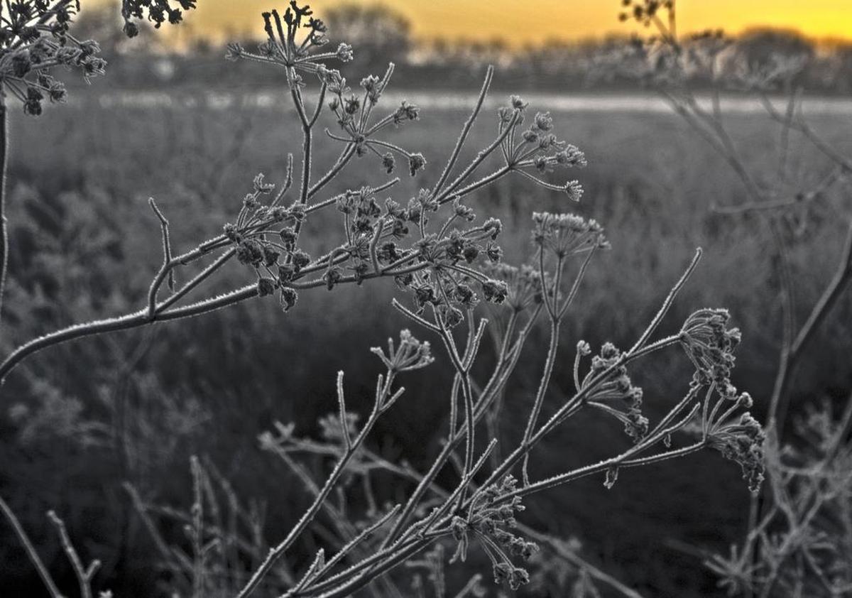 Frost covers plants along the American River Parkway bike trail near Cal Expo as temperatures dropped below freezing.