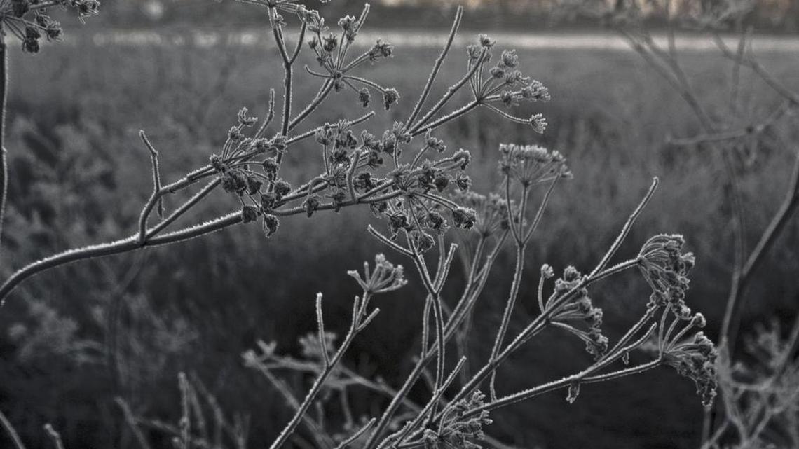 Frost covers plants along the American River Parkway bike trail near Cal Expo as temperatures dropped below freezing.
