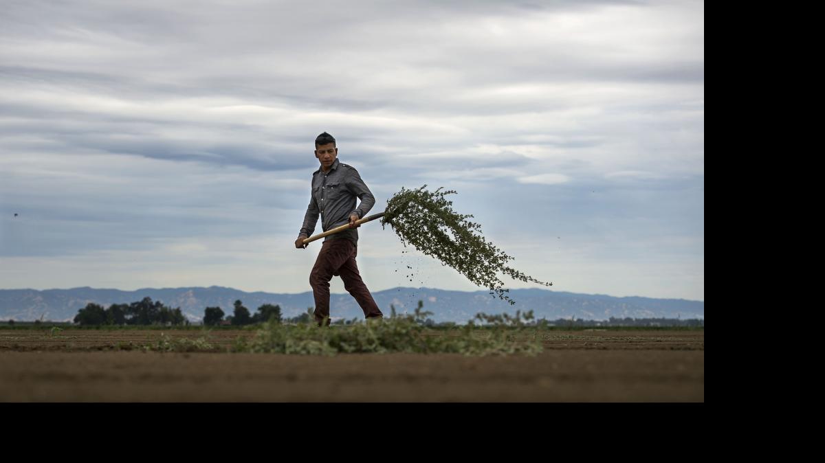 
Victor Cardona, 30, of Woodland clears weeds on a field near Woodland on Wednesday, June 10, 2015 as clouds that dropped a light rain in the region move above.
