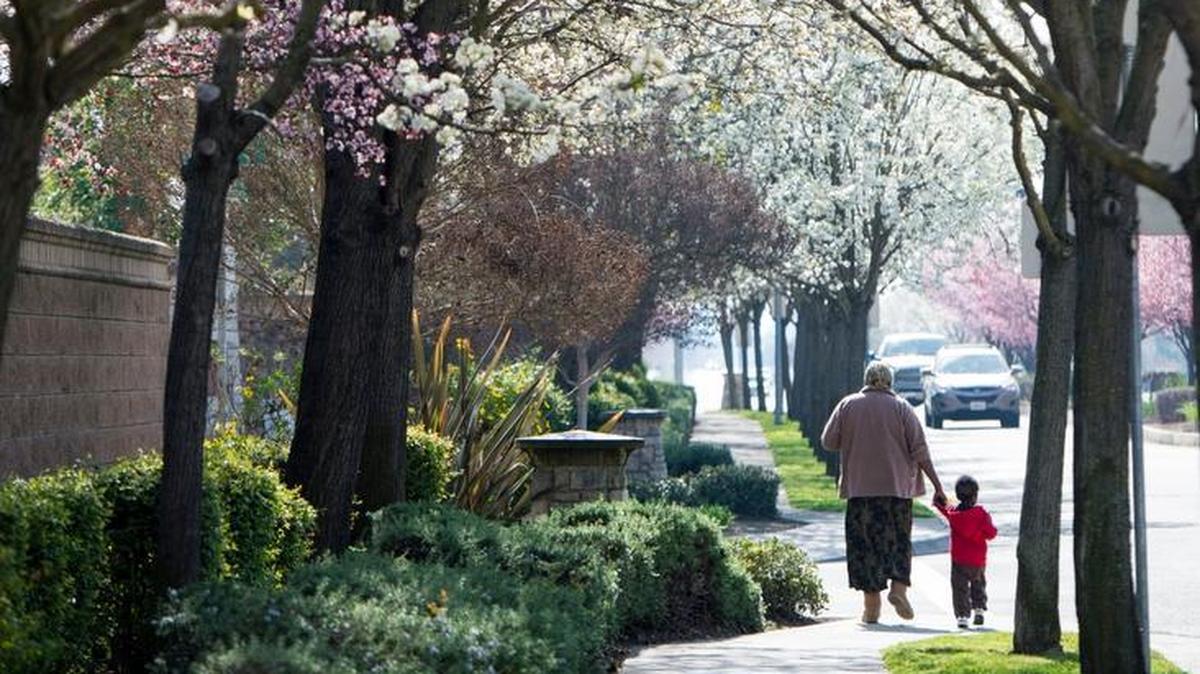 A woman and a child walk under a canopy of flowering trees along Gateway Park Blvd. in North Natomas, February 23, 2016.