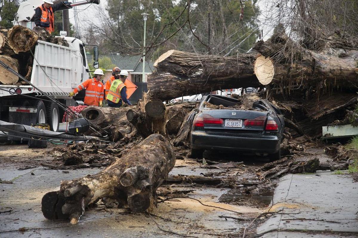 A city public works crew works to remove a thick, old cottonwood tree that crushed onto a Honda sedan in the 2200 block of American Avenue in the Gardenland area of Sacramento on Tuesday.