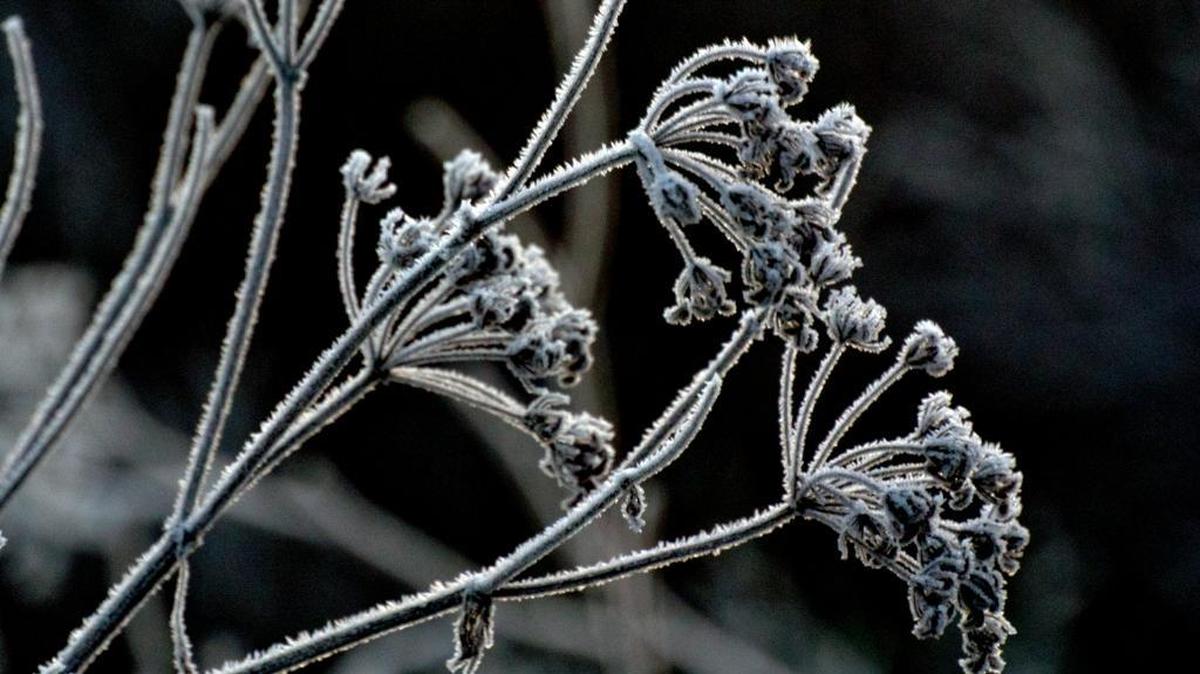 Sacramento is likely to experience another frosty morning on Monday as temperatures dip below freezing.