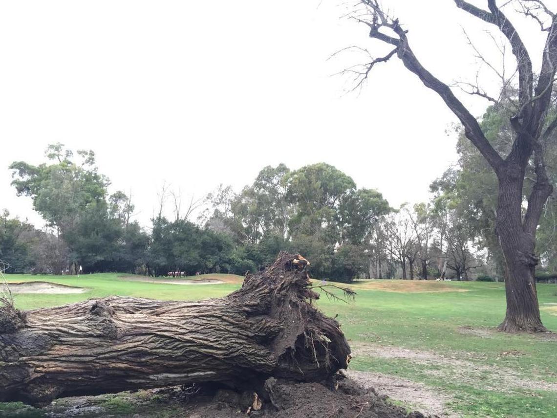 One of two cottonwoods at the Land Park golf course has fallen.