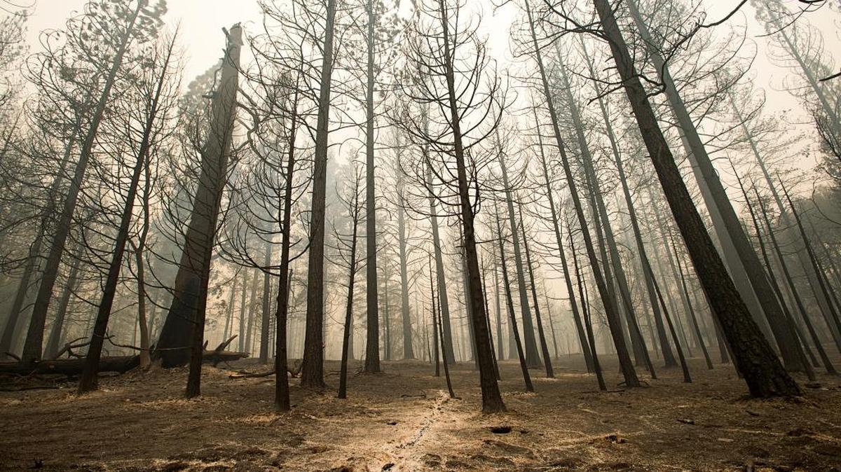 The Butte fire scorched trees along Rail Road Flats Road in September in Calaveras County, denuding 71,000 acres and burning 475 homes. Mudslides and flash floods are the main concerns in counties hit hard by wildfires this fall as they find themselves racing against time to clean debris and shore up hillsides as winter rains set in.