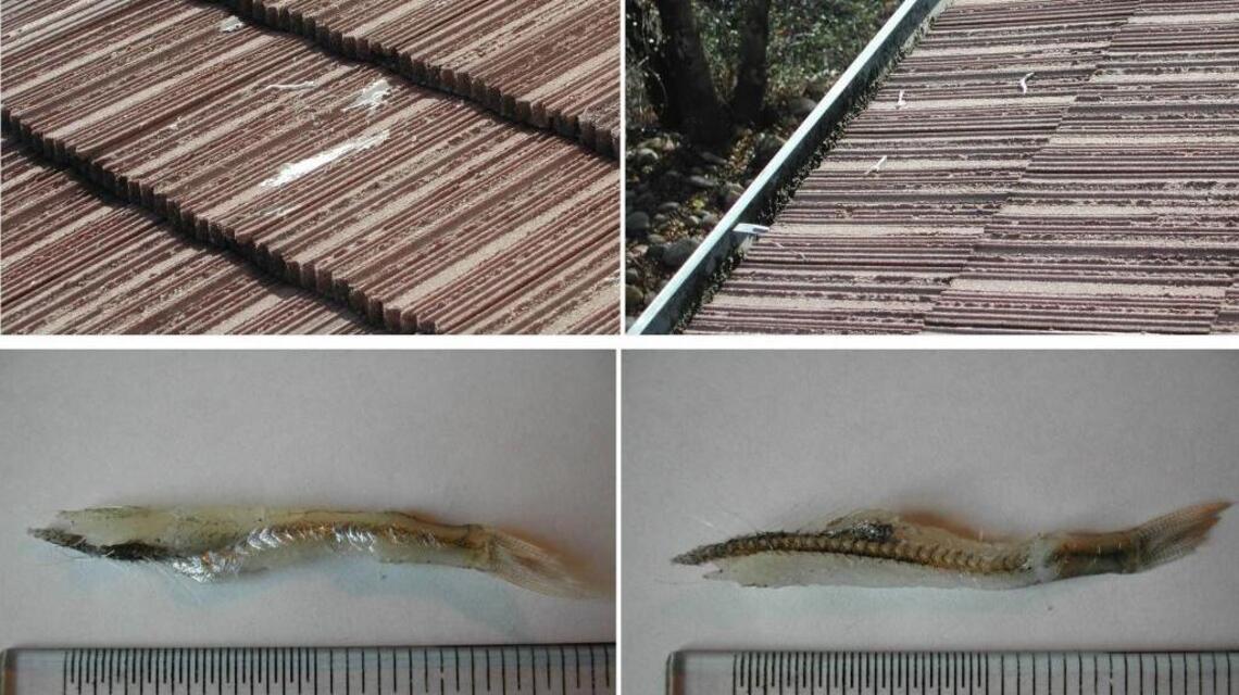 Did it really rain fish in Oroville this week?