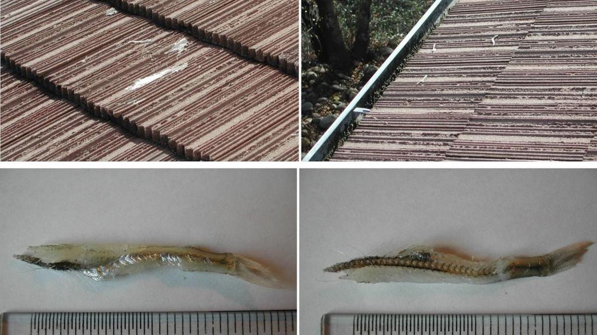 In 2005, a Folsom couple was baffled to find the remains of nearly two dozen tiny fish on the balcony and roof of their condominium on the bluffs overlooking the American River. On Tuesday, an Oroville elementary school experienced a similar phenomenon.