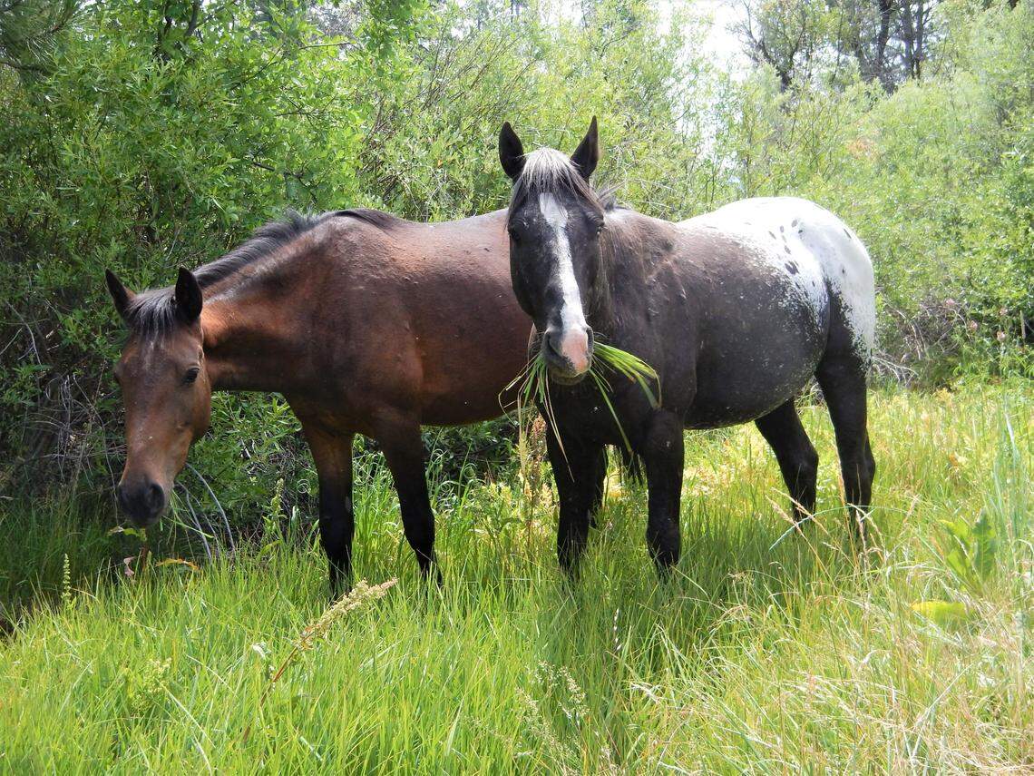 Wild horses graze on lush grass that grows at the base of trees. Photo courtesy of William E. Simpson II, Wild Horse Fire Brigade