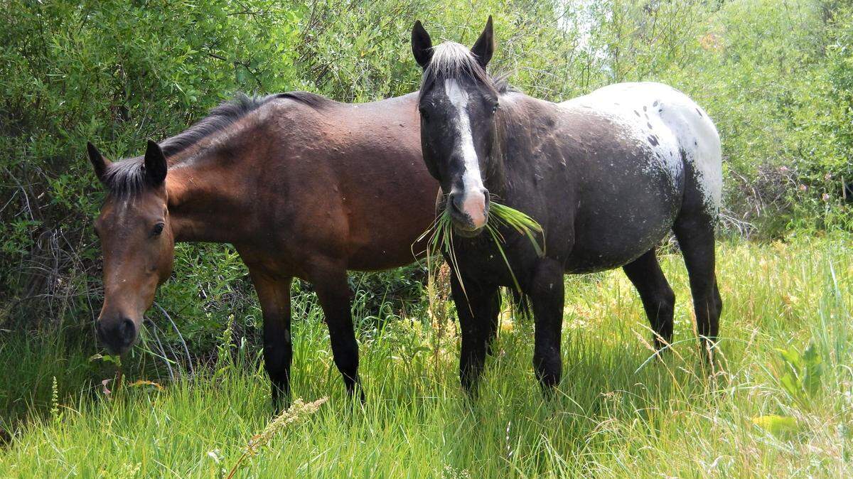 Wild horses are shown in this 2022 file photo.