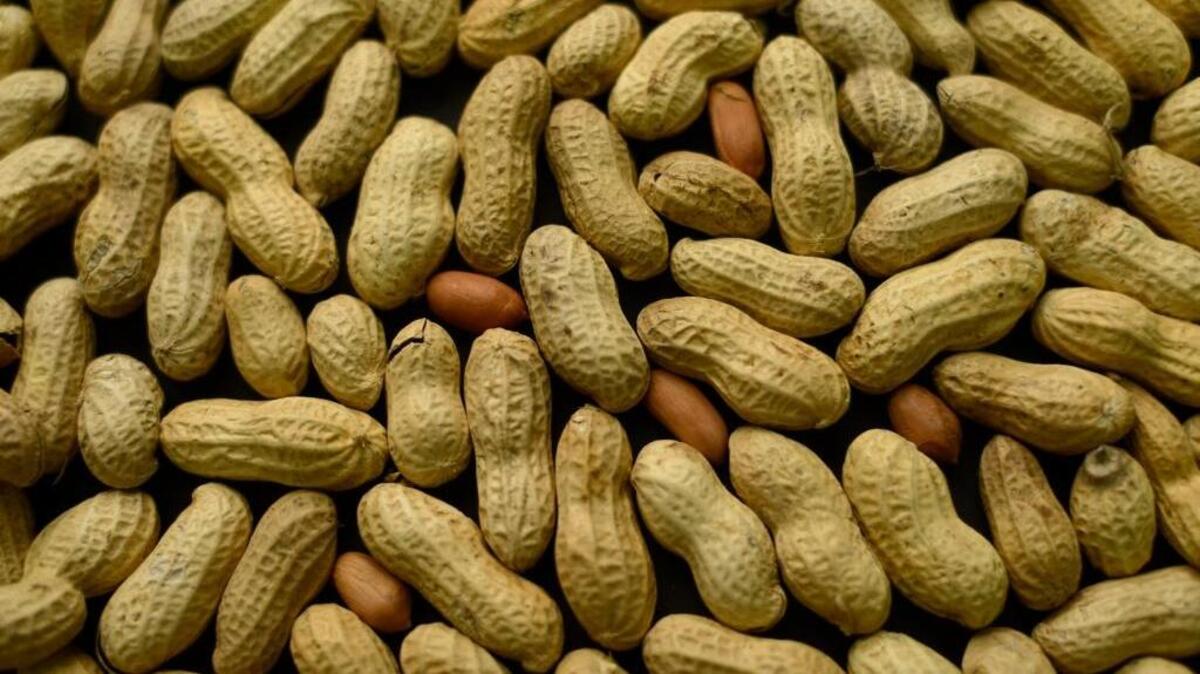 Peanuts are among foods that cause anaphylaxis, a severe allergic reaction that can result in death for 1 in 13 children, or roughly two children per school classroom.