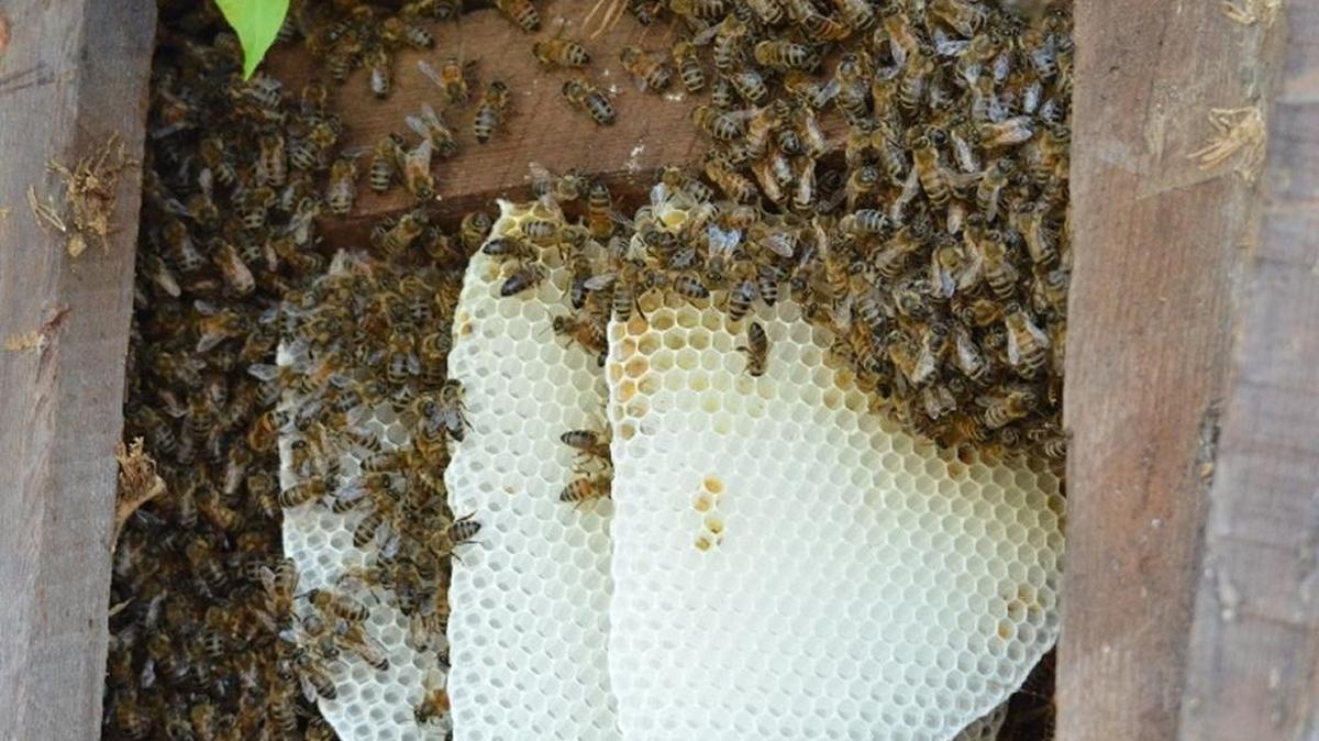 Even though the honeycombs in Richard Steffen’s backyard fence look like plastic, they are built by honeybees.