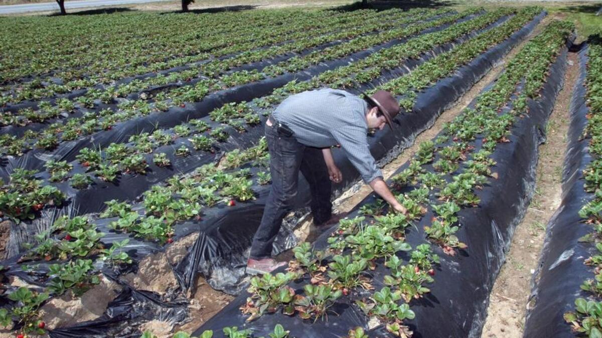 California policy requires migrant farmworkers to move at least 50 miles away in November to qualify for the next season’s state-owned housing centers.