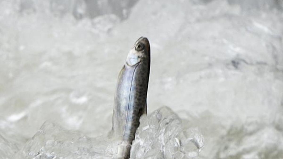 A Chinook salmon smolt flips out of the water after being released into the Sacramento River from a tanker truck in 2014 near Rio Vista.