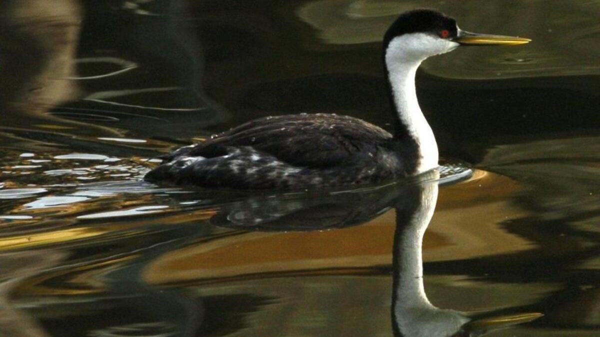 Reservoir management is driving the demise of the Western grebe, above.