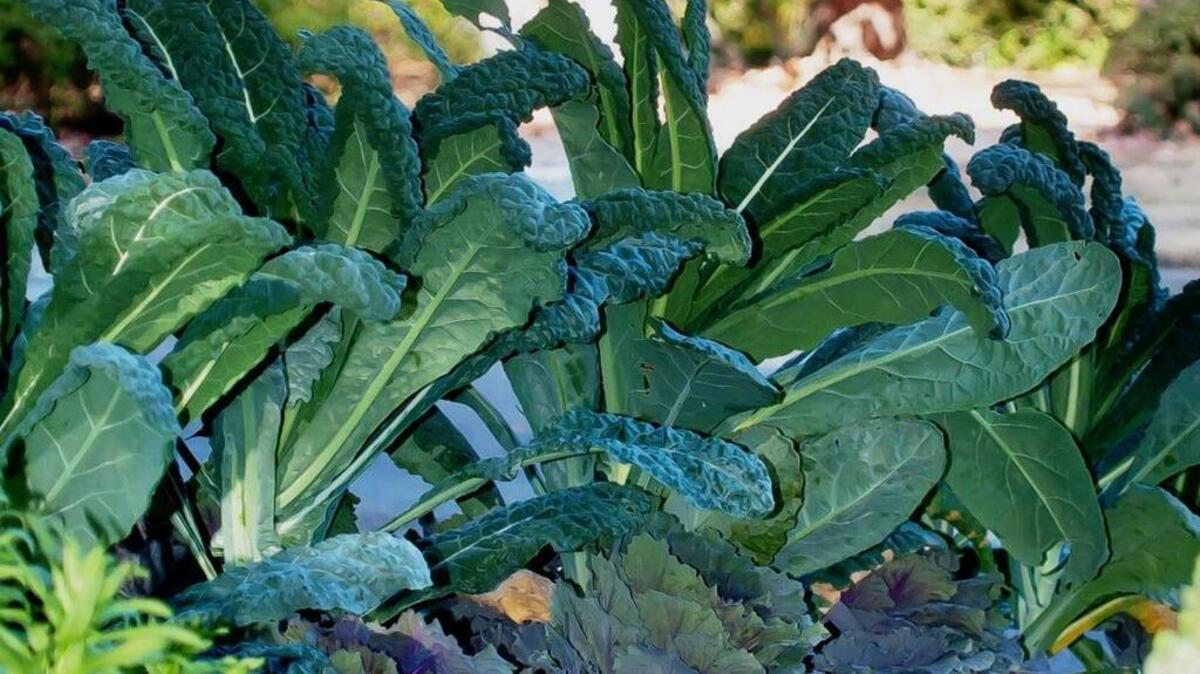 Thank goodness for less kale, especially in Caesar salad, which is made using lengths of romaine lettuce.