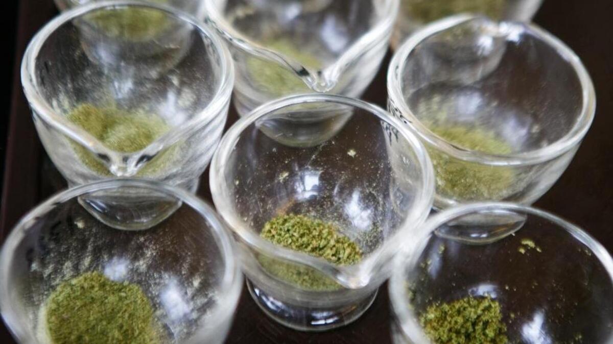 Marijuana is prepared before being tested for potency.