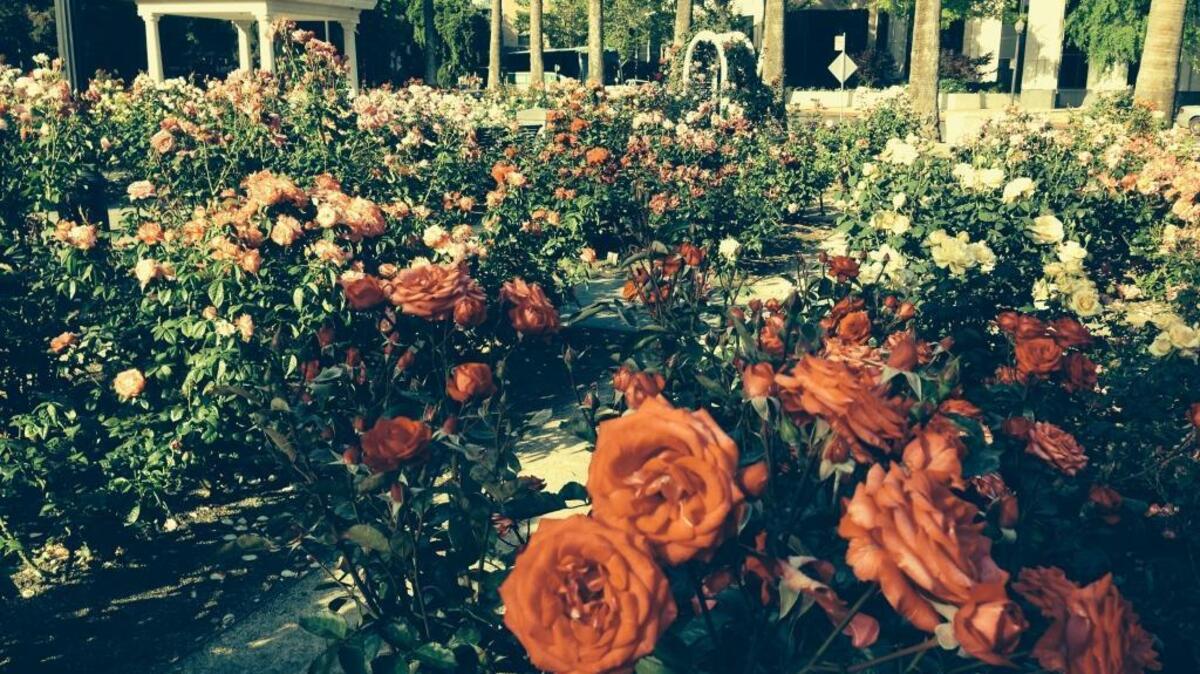 The Rose Garden in Capitol Park is lovely, but less fragrant features regularly show up on the grounds, thanks to too-limited bathroom access for park visitors.