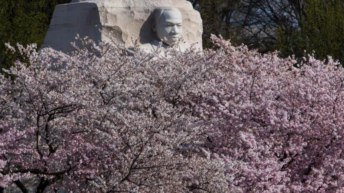 The annual explosion of cherry blossoms along the Tidal Basin envelops the Martin Luther King Jr. Memorial in Washington, Thursday, April 5, 2018. This month marks 50 years since the revered civil rights leaders was assassinated. (AP Photo/J. Scott Applewhite)