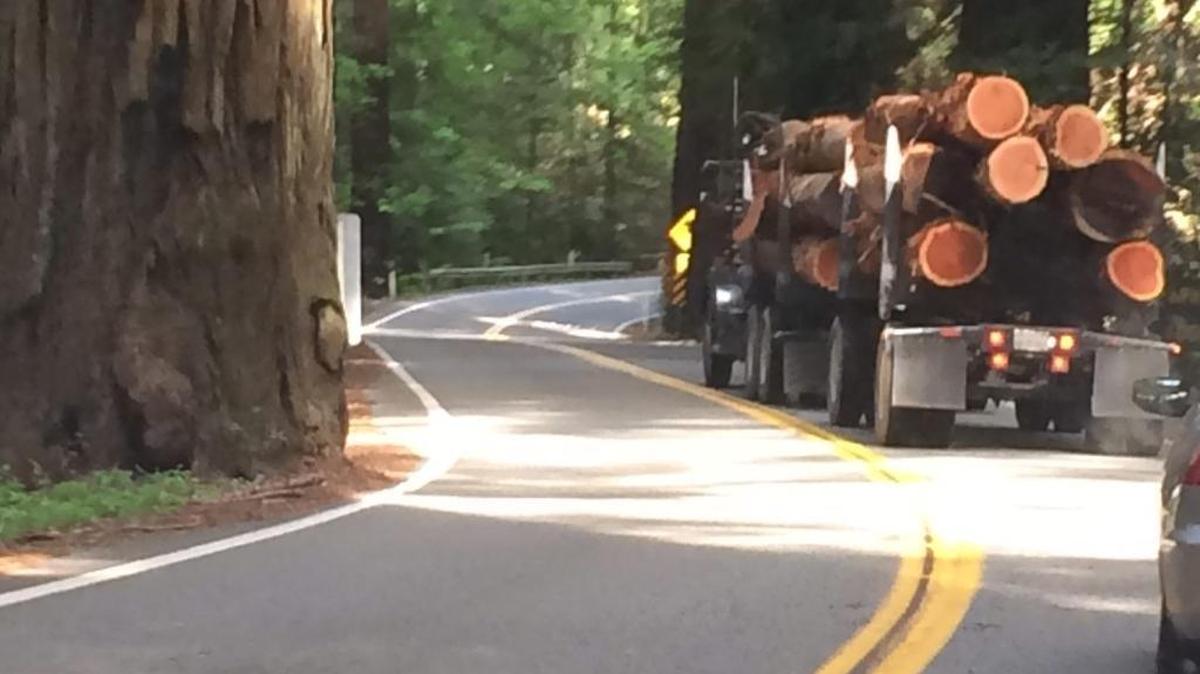 Large trucks have been maneuvering safely through the redwoods of Richardson Grove for many years. (Photo by Amber Jamieson)