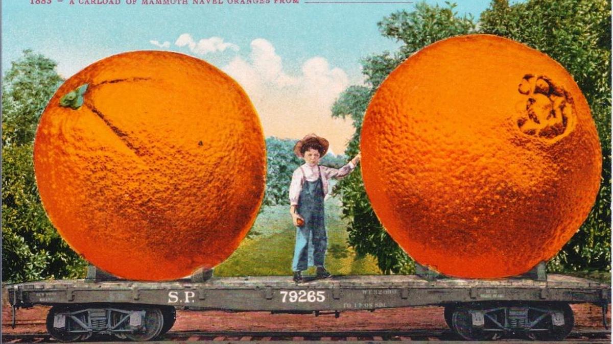 Postcard of the Washington navel orange from California shows how hugely successful they had become.
