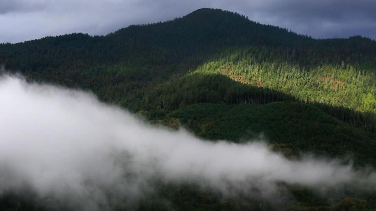 The Yurok tribe’s carbon offset project encompasses 7,660 acres of Douglas fir and mixed hardwood forest near the Klamath River in Northern California.