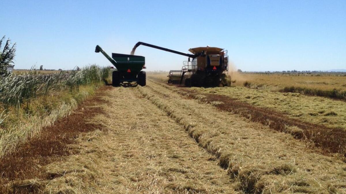 Harvest at the rice farm in Willows that was built by the author’s great-grandfather, Kalu Khan. The family continues to operate it today.