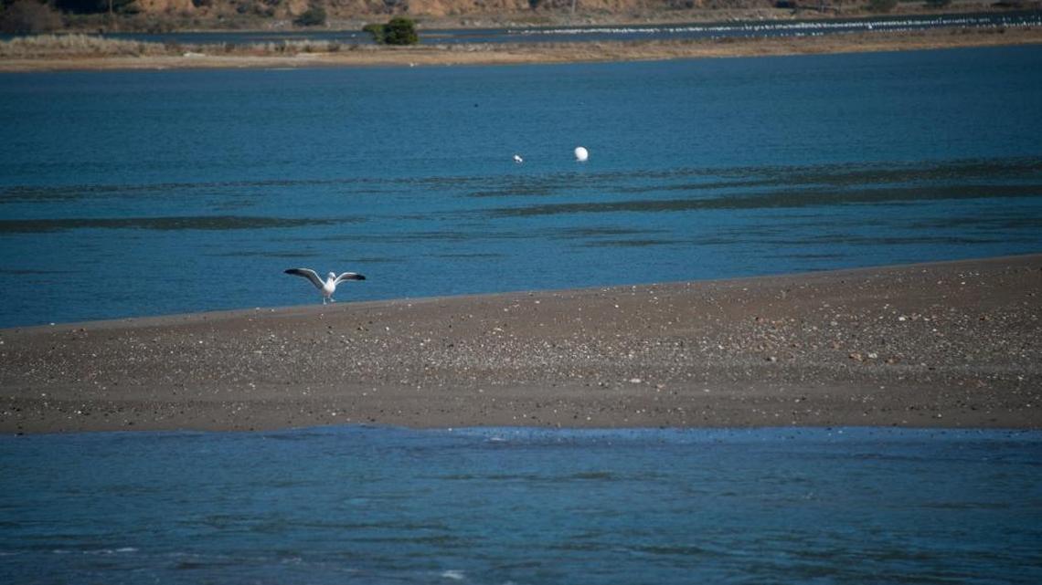 The Bolinas Lagoon and other Pacific coastal marshes protect coastal developments from storm surges and erosion and filter pollution from contaminated surface waters. With rising sea levels, they could vanish by the end of the century.