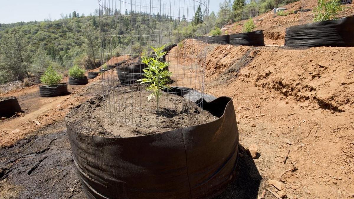 Pot growers have gashed thousands of illegal farms into the remote backcountry of national forests in Northern California. They have diverted streams, bulldozed trees and carved roads into erosive hillsides. To protect their plants from wildlife, growers place poison-laced bait that causes animals to bleed to death.