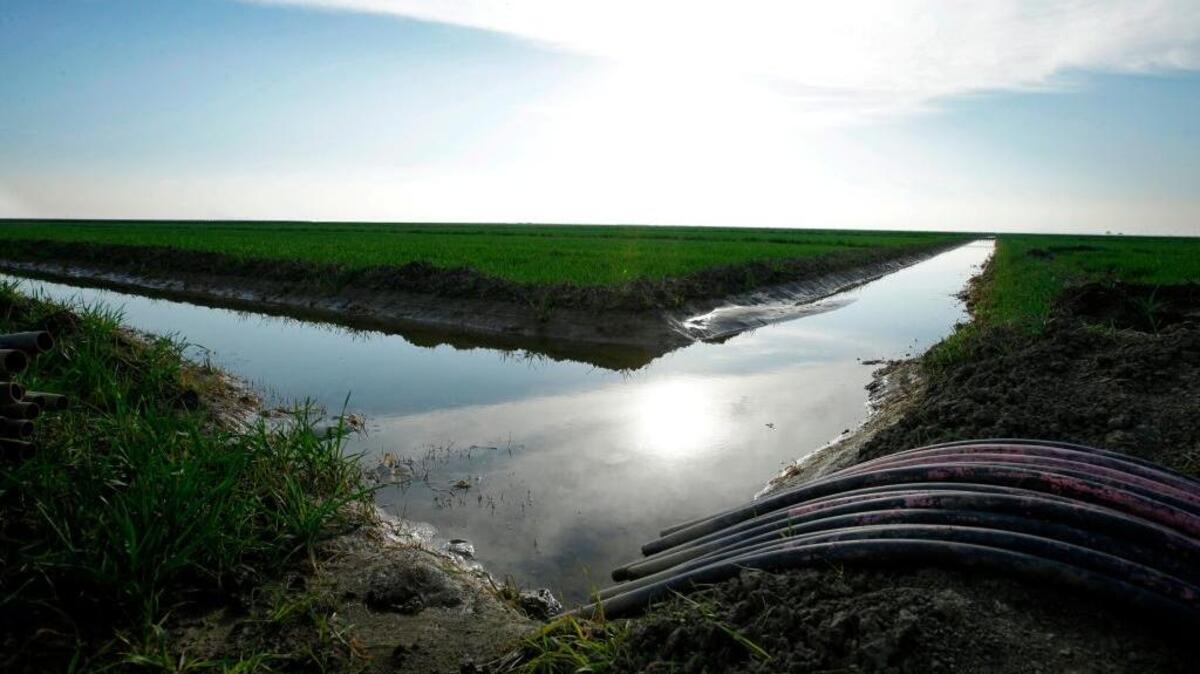 Water flows through an irrigation canal to crops near Lemoore, Calif. Southern California's largest water agency has agreed to pay for much of the state's ambitious Delta tunnels water project. (AP Photo/Rich Pedroncelli, File)