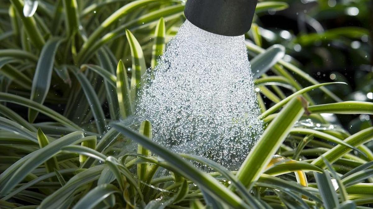 Plants being watered by hand at the Green Acres Nursery and Supply in Folsom during the height of the drought in 2014. Digital advances and lessons learned during mandatory water cutbacks are now subjecting every lawn and spigot to measurement and conflict.