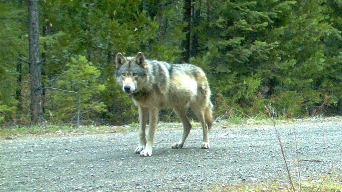A photograph by a remote camera taken in 2014 and provided by the U.S. Fish and Wildlife Service shows the wolf OR-7 in southwest Oregon’s Cascade Range. The lone male came into California from Oregon in December 2011 and stayed for 15 months.