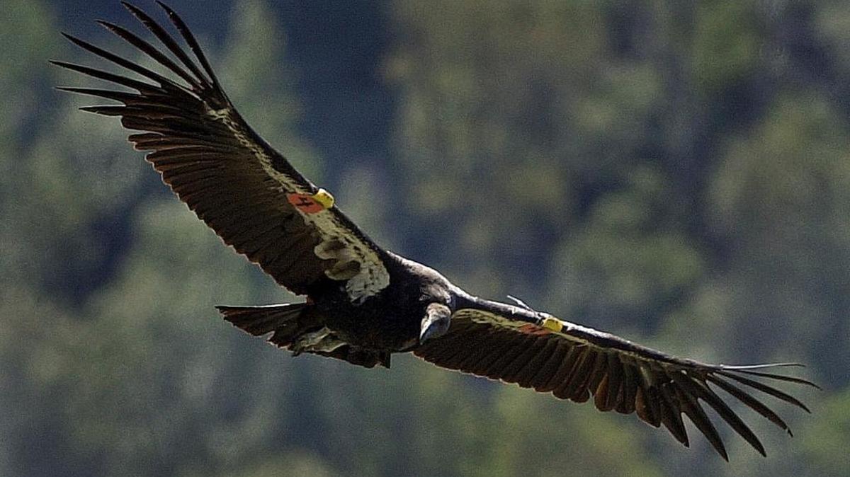 The Yurok tribe, the National Park Service and the U.S. Fish and Wildlife Service are reviewing a project that would introduce California condors in the North Coast’s redwoods as early as next year.