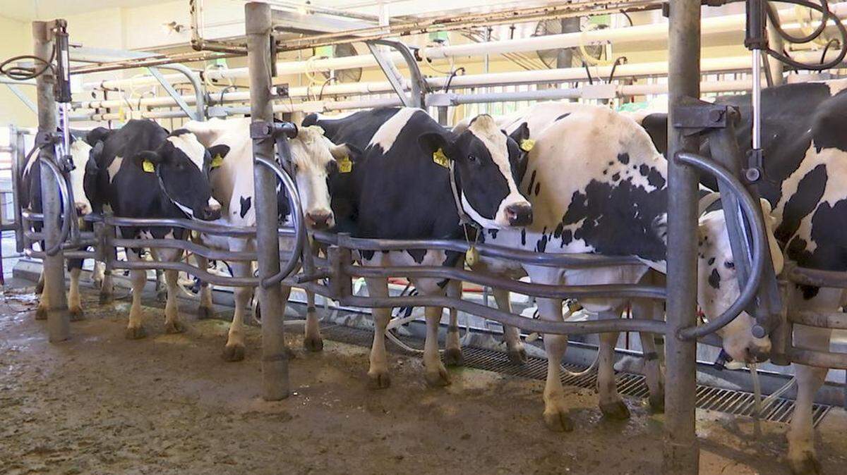 Cows are milked at a dairy farm at the University of California, Davis, where researchers are studying whether adding small amounts of seaweed to cattle feed can help reduce their emissions of methane.