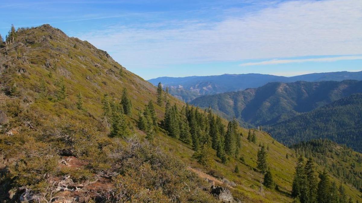 Native conifers, shrubs and grasses cling to a south-facing slope of the Siskiyou Crest Mountain Range, a fire-adapted ecosystem near the Pacific Crest Trail close to the California border with Oregon.