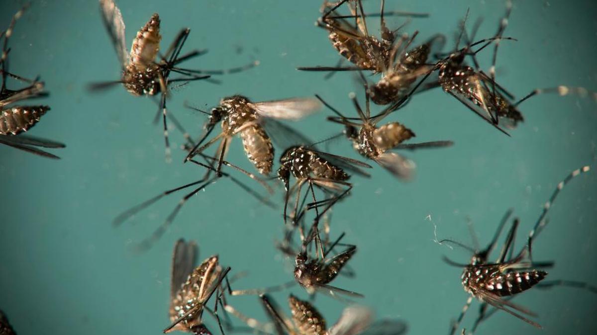 Aedes aegypti, more commonly known as yellow fever mosquitoes and responsible for transmitting Zika, sit in a petri dish.