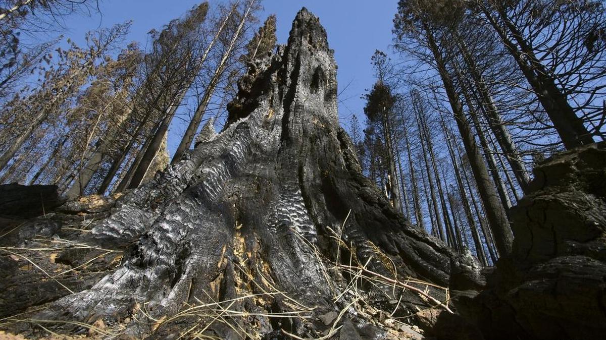 The King fire restoration project will leave more than 33,000 acres of severely burned forest habitat untreated for species that thrive on dead trees and other plants that flourish after a wildfire.