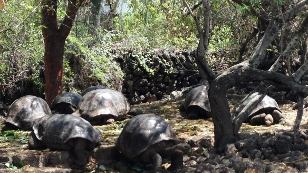 These Española tortoises are part of a Galapagos National Park captive breeding program that has saved the species from extinction.